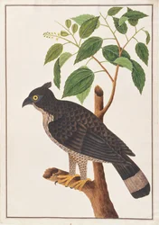Blyths Havikarend, uit Tekeningen van Vogels uit Malakka, ca. 1805-18